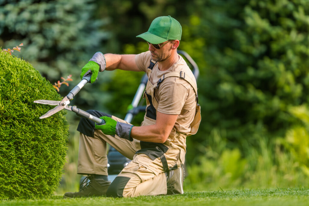 Professional Gardener in His 40s Wearing Sunglasses Trimming Plants Using Pro Scissors. Garden Maintenance Job.