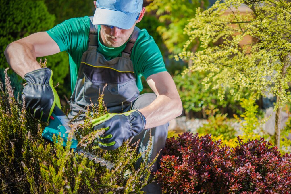 Landscaper trimming ornamental shrubs on a full schedule thanks to Tampa landscaper SEO services