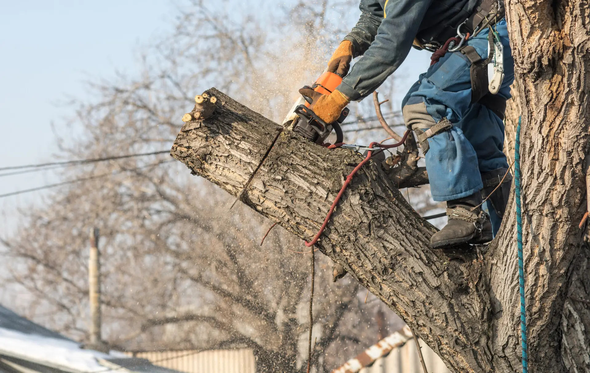 ISA-certified arborist assessing mature live oak in South Tampa — the high-value canopy work that arborist SEO in Tampa FL targets in historic neighborhoods with 80-year-old tree canopy
