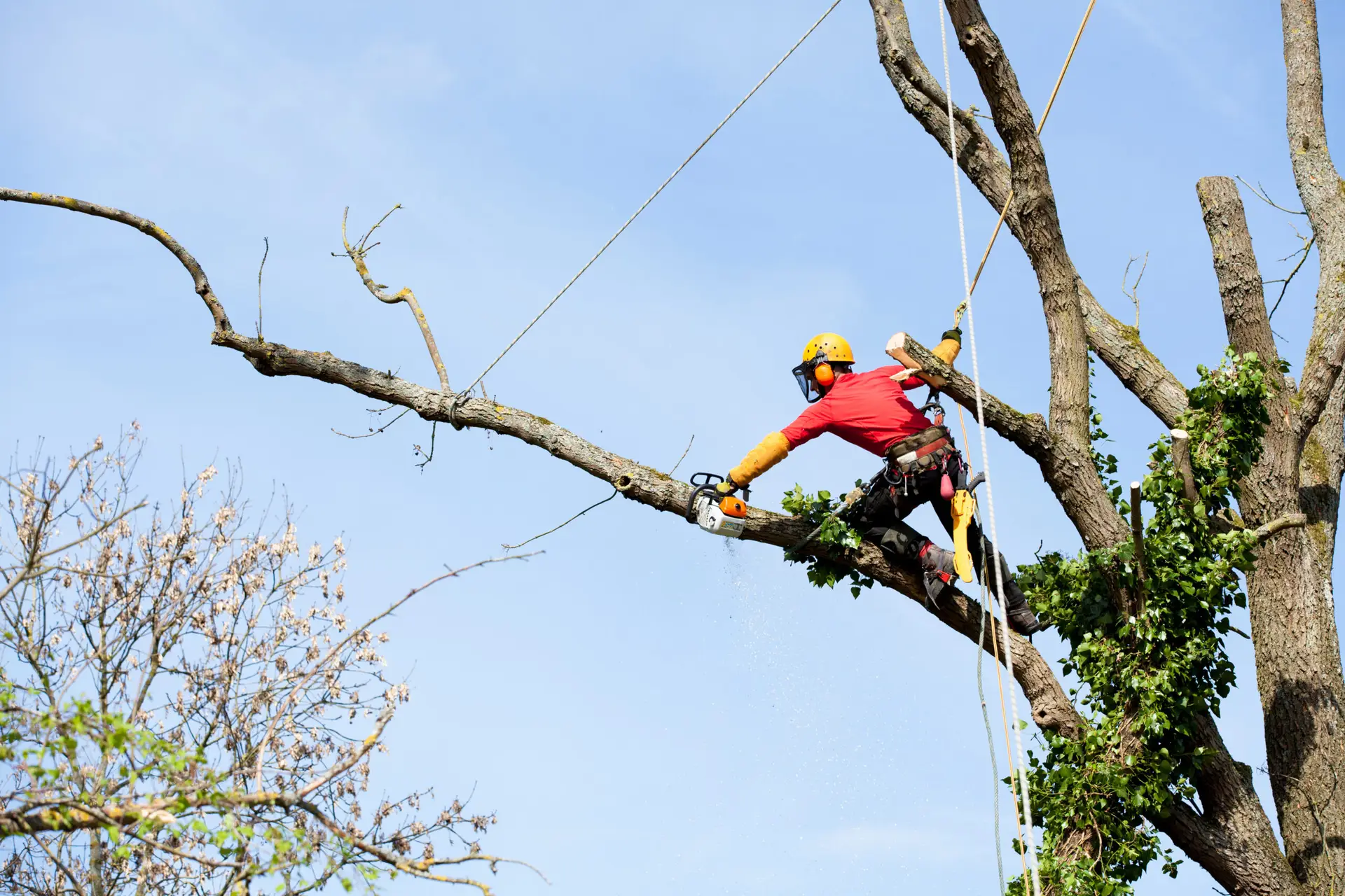 Tampa Bay tree service crew removing storm-damaged oak after hurricane — the kind of high-margin emergency job that tree service SEO in Tampa FL is built to capture consistently